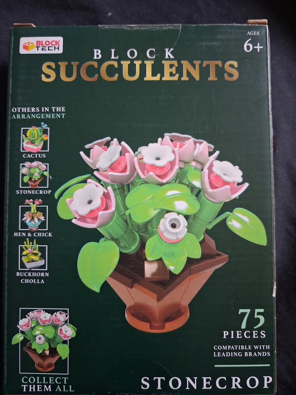 Pink Block Succulent Stonecrop